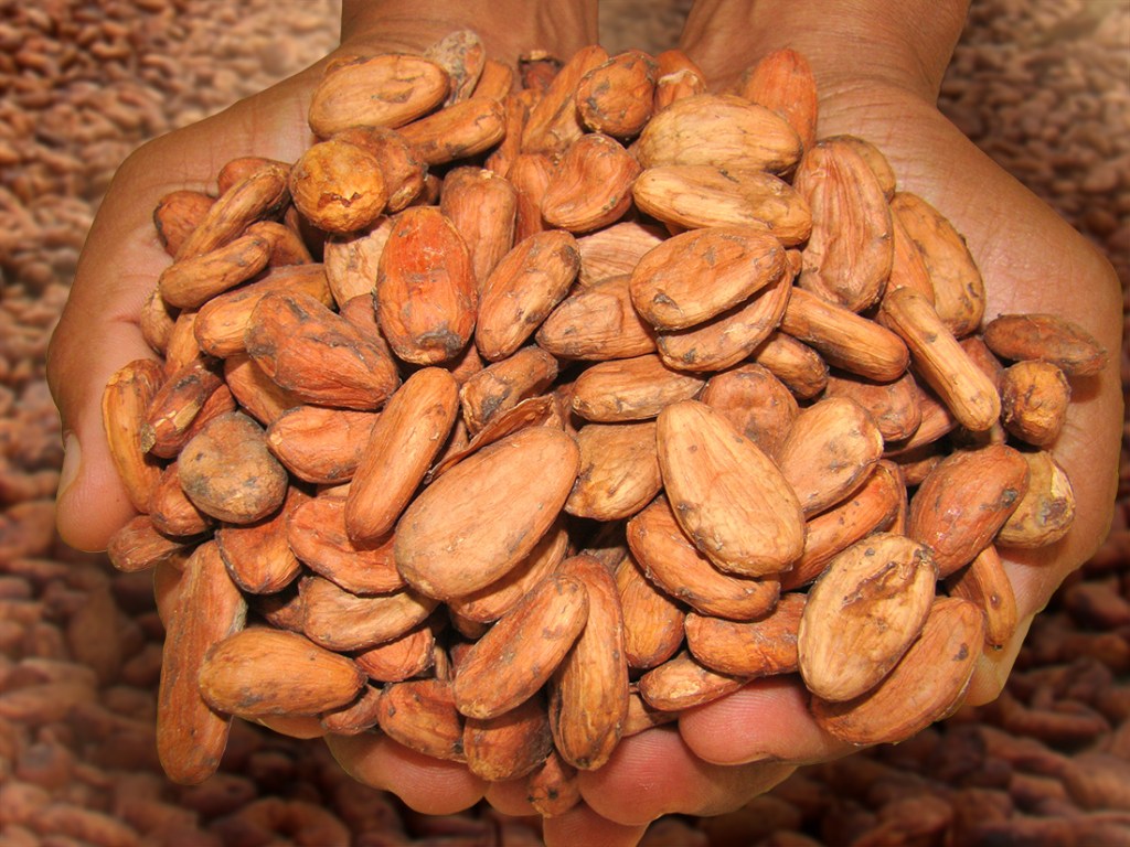 Cacao Sánchez Oro orgánico tipo&nbsp;Öko-Caribe